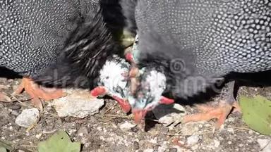 禽场珍珠母鸡群.. 一群自由活动的家养豚鼠寻找食物。 头盔鸟场